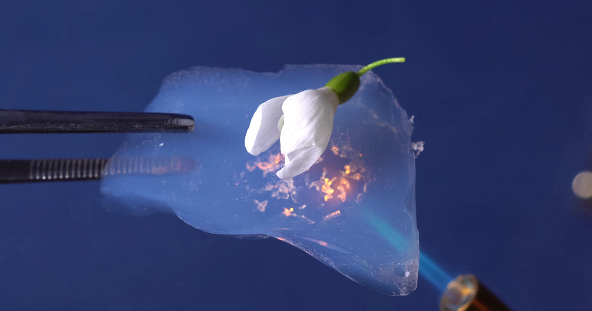 Aerogel insulation protects a flower from a hot flame