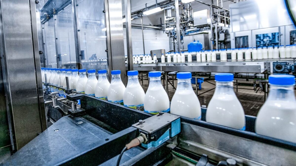 Milk bottles transported in a clean dairy industry plant compliant with regulations